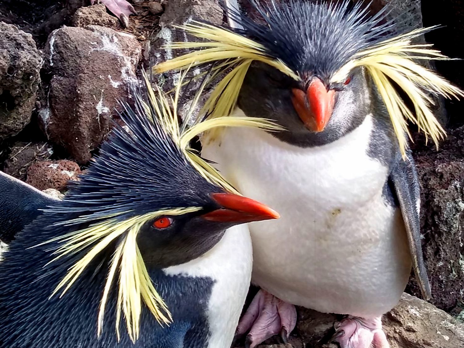 Taylor+Boyd, civil/structural engineers; RSPB field station, Gough Island, South Atlantic